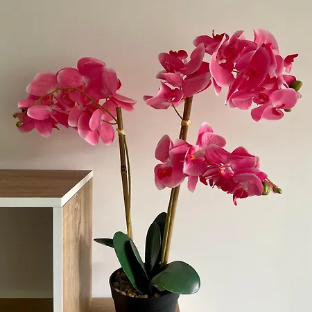 Loftimeet קורנבאריו