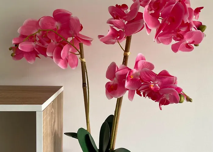 Loftimeet Корнебарьё